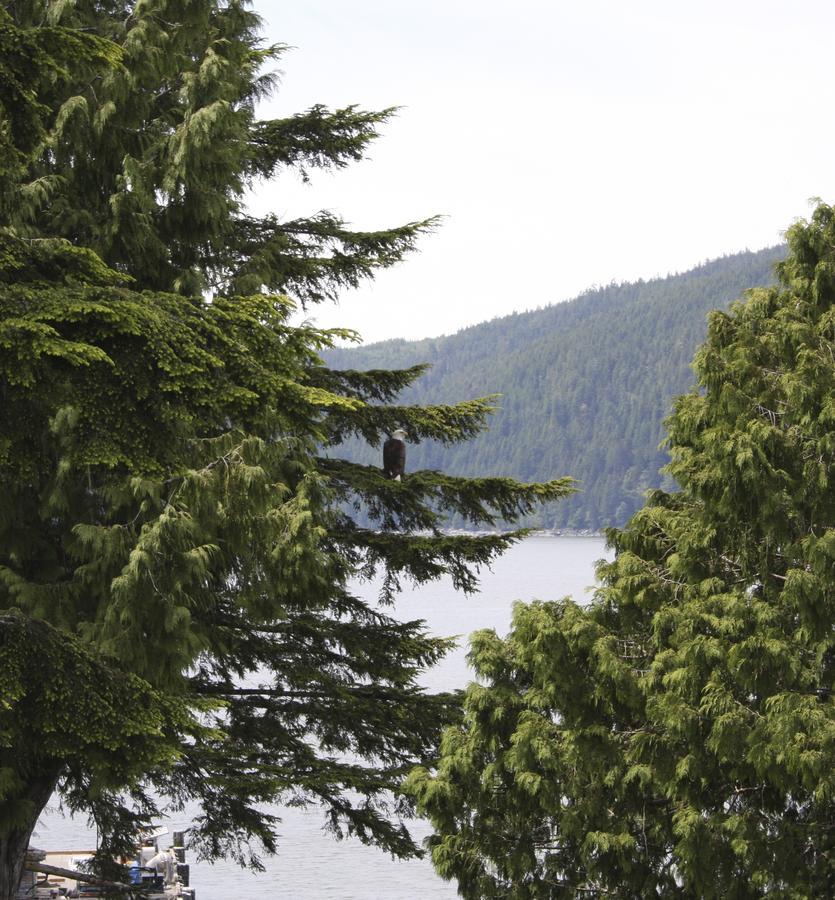 A Shack In The Woods Villa Port Renfrew Exterior photo
